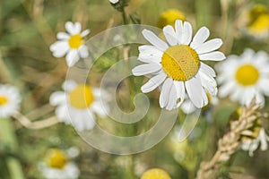 Closeup of mayweed flower on green grass outdoor