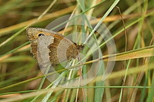 Closeup on the meadow brown butterfly, Maniola jurtina , with closed wings