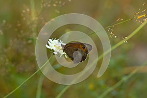 Closeup of a meadow brown butterfly perched on a white flower