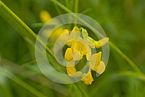 Closeup of a meadow pea flower - Lathyrus pratensis