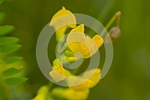 Closeup of a meadow pea flower - Lathyrus pratensis