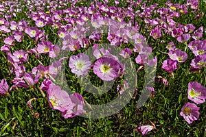 A Closeup of a Meadow of Texas Pink Evening Primrose Wildflowers.
