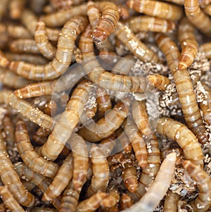 Closeup mealworm