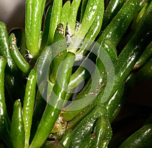 Closeup of a mealybug on a green succulent plant