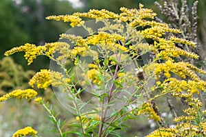 Closeup of medicinal herb Canadian goldenrod or Solidago canadensis on an autumn meadow in Moscow suburbs, Russia.