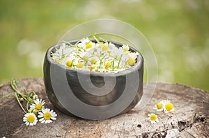 Closeup of medicinal plants- fresh blossoms of chamomile for healthy tea in mug of black pottery