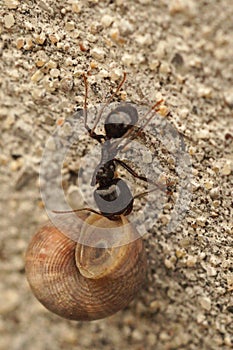Closeup on a Mediterranean Barbary Harvester Ant, Messor barbarus, carrying a live snail upward on a wall