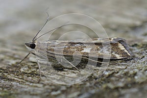 Closeup on a Mediterranean Beet Webworm moth, Loxostege sticticalis