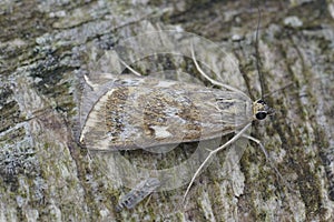 Closeup on a Mediterranean Beet Webworm moth, Loxostege sticticalis sitting on wood