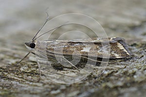 Closeup on a Mediterranean Beet Webworm moth, Loxostege sticticalis photo