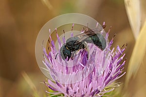 Closeup on a Mediterranean blue  small Carpenter bee, Ceratina chalcites on a purple thistle flower