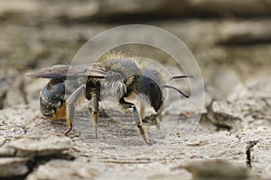 Closeup on a Mediterranean female mason bee, Osmia brevicornis, sitting on wood