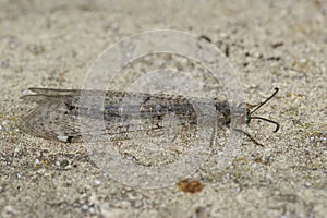 Closeup on a Mediterranean Four-spotted Antlion, Distoleon tetragrammicus sitting on a stone