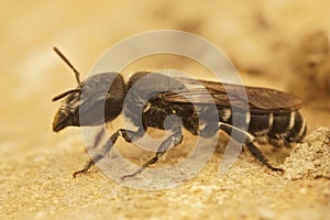 Closeup on a mediterranean male Osmia cephalotes mason bee, sitting on a stone