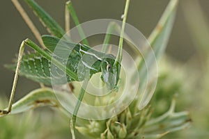 Closeup on a Mediterranean nice green gracious, grasshopper, Tylopsis lilifolia sitting on field Eryngo