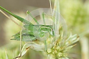 Closeup on a Mediterranean nice green gracious, grasshopper, Tylopsis lilifolia sitting on field Eryngo