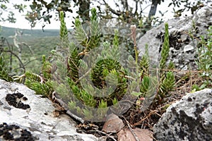 Closeup on a Mediterranean pale stonecrop plant, Petrosedum sediforme growing between the stones