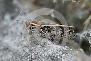 Closeup on a Mediterranean short-horned grasshopper , Calliptamus in the Gard, France photo