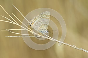 Closeup on a Mediterranean small Long-tailed Blue butterfly, Lampides boeticus, sitting on a grass straw