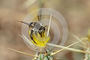 Closeup on the Mediterranean wood-borig golden bee, Lithurgus chrysurus sipping nectar