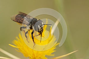 Closeup on a Mediterranean woodboring bee, Lithurgus chrysurus on a yellow flower