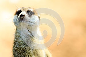 Closeup of Meerkat on alert