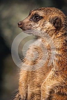 Closeup of a meerkat standing alertly.