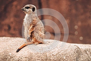 Closeup of a Meerkat standing on a rock under the sunlight with a blurry background