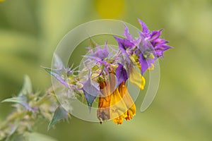 Closeup of Melampyrum nemorosum growing in a field under the sunlight with a blurry background