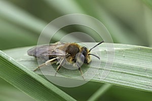 Closeup on a Mellow miner mining bee, Andrena mitis sitting on a straw of grass