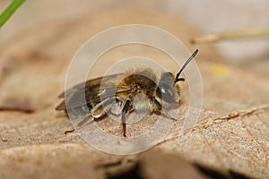 Closeup on a Mellow miner solitary bee, Andrena mitis, sitting on a dried leaf