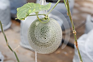 Closeup melon fruit on the tree