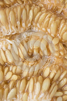 Closeup melon seeds texture. Macro cantaloupe seeds.