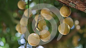 Closeup menteng fruits