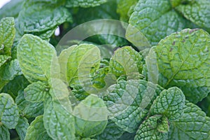 closeup Mentha spicata, popularly known as spearmint, spearmint or mint from organically grown garden, isolated