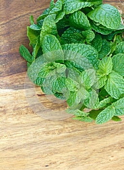 closeup Mentha spicata, popularly known as spearmint, spearmint or mint from organically grown garden, isolated