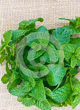 closeup Mentha spicata, popularly known as spearmint, spearmint or mint from organically grown garden, isolated