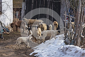 Closeup of merino sheep and small lambs in high mountain farm at Krastava village, Rhodopes mountain, Bilgaria at winter.