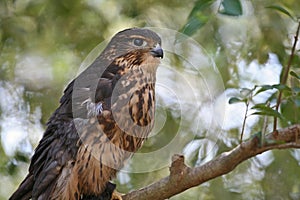 Closeup of Merlin Bird of Prey (Raptor)