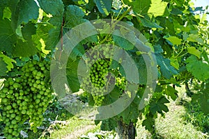 Closeup of Merlot grapes in vineyard