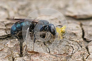 Closeup on a metallic blue male Ceratina chalcites carpenter bee, with a remnant from an Orchid glued on his head