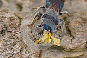 Closeup on a metallic blue male Ceratina chalcites carpenter bee, with a remnant from an Orchid on his head