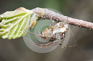 Metellina spider