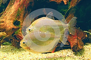 closeup of Metinnis silver, dollar fish. Metynnis argenteus. Underwater filming