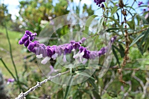 Closeup of a Mexican bush sage flower