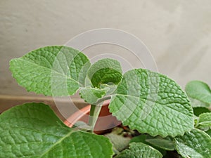 Closeup of Mexican Mint Plant or Leaves Background with texture and pattern