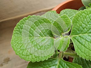 Closeup of Mexican Mint Plant or Leaves Background with texture and pattern