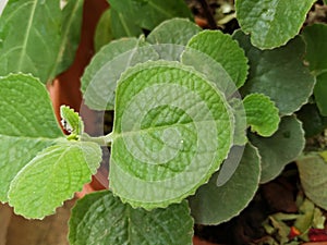 Closeup of Mexican Mint Plant or Leaves Background with texture and pattern