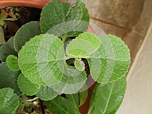 Closeup of Mexican Mint Plant or Leaves Background with texture and pattern