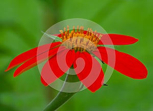 Closeup of a Mexican Torch Sunflower